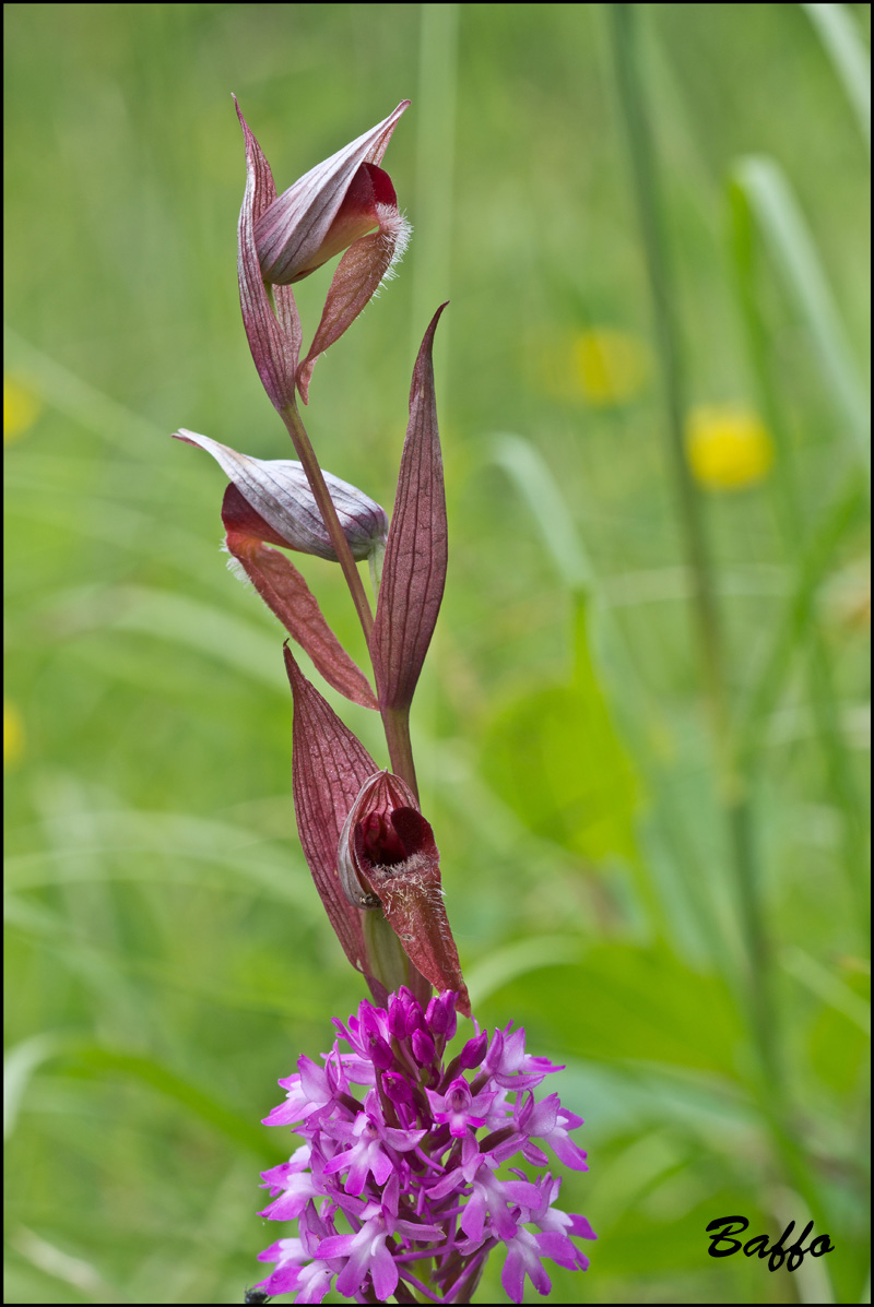 Sorapias vomeracea